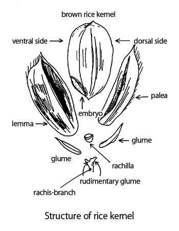 Structure of rice kernel