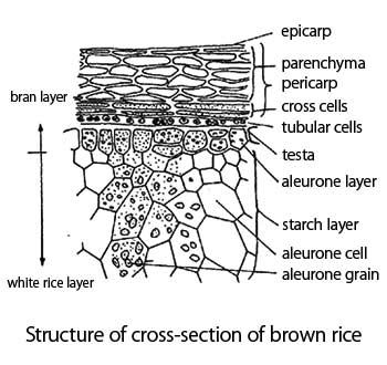 Figure Two.Structure of the cross-section of brown rice