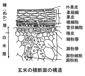 図2.玄米の横断面の構造