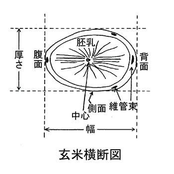 図1.玄米横断図