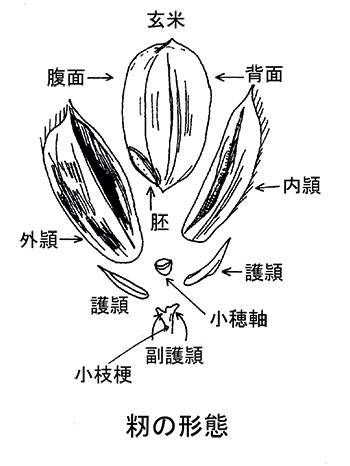 籾の形態